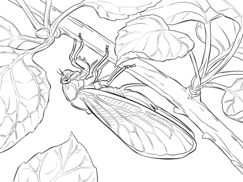 Pharaoh Cicada Coloring Page